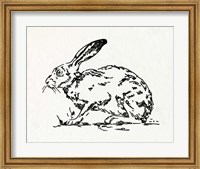 Framed Resting Hare I