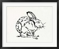 Framed Resting Hare II