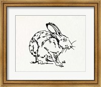 Framed Resting Hare II