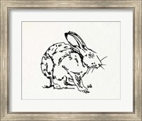 Framed Resting Hare II