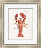 Framed 'Salty Lobster II' border=