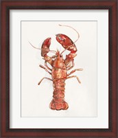 Framed Salty Lobster II