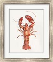Framed 'Salty Lobster II' border=