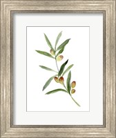 Framed Sweet Olive Branch I