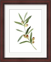 Framed Sweet Olive Branch I