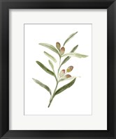 Framed Sweet Olive Branch II