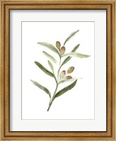 Framed Sweet Olive Branch II