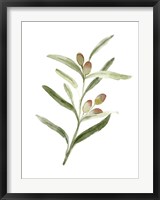 Framed Sweet Olive Branch II