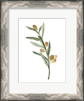Framed Sweet Olive Branch III