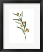 Framed Sweet Olive Branch III