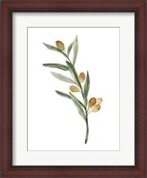 Framed Sweet Olive Branch III