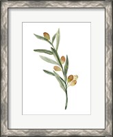 Framed Sweet Olive Branch III