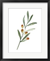 Framed Sweet Olive Branch IV