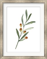 Framed Sweet Olive Branch IV