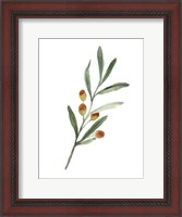 Framed Sweet Olive Branch IV