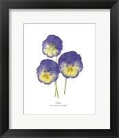 Framed Pressed Violas I