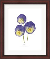 Framed Pressed Violas I