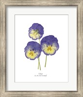 Framed Pressed Violas I