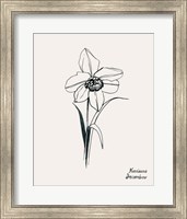 Framed Annual Flowers XII