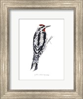 Framed Watercolor Woodpecker I