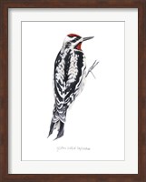 Framed Watercolor Woodpecker I