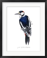 Watercolor Woodpecker II Framed Print