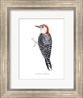 Framed Watercolor Woodpecker III