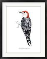 Framed Watercolor Woodpecker III