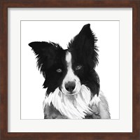 Framed Border Collie I