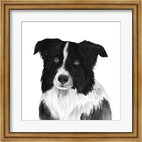 Framed Border Collie II