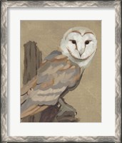 Framed Common Barn Owl Portrait I