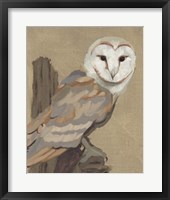 Common Barn Owl Portrait I Framed Print