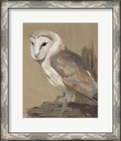 Framed 'Common Barn Owl Portrait II' border=