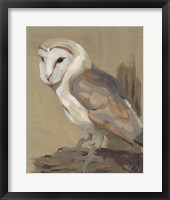 Common Barn Owl Portrait II Framed Print