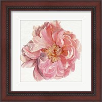 Framed Blossomed Peony I