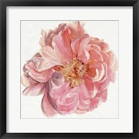 Framed Blossomed Peony I