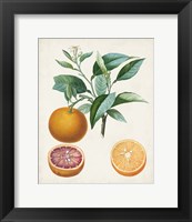 Framed Orange de Malte