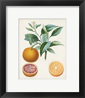 Framed 'Orange de Malte' border=