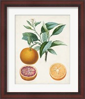 Framed Orange de Malte