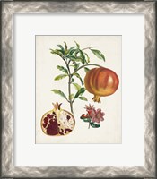 Framed 'Grenadier a fruit doux' border=