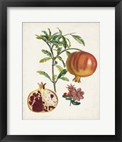 Framed 'Grenadier a fruit doux' border=