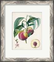 Framed 'Belle Bauce' border=