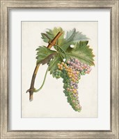 Framed Raisin de Corunthe