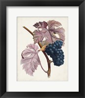 Framed Raisin de Ceinlurier