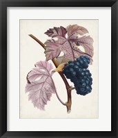 Framed 'Raisin de Ceinlurier' border=