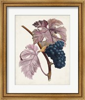 Framed 'Raisin de Ceinlurier' border=