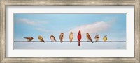 Framed Sweet Birds on a Wire I