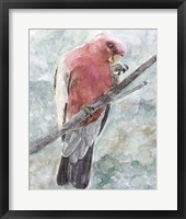 Tropic Parrot I Framed Print
