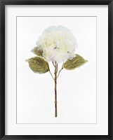 Framed White Blossom III