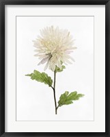 Framed White Blossom IV
